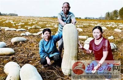 剝皮菇的營(yíng)養(yǎng)價(jià)值與市場(chǎng)零售前景