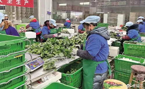 內(nèi)地平價(jià)超市遭香港居民搶購(gòu)，新鮮蔬菜零售何以成焦點(diǎn)？